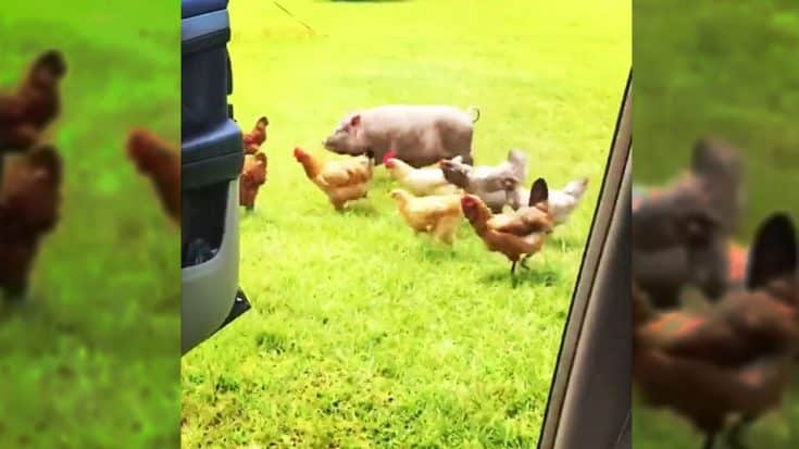 Farm Animals Take On Latest Internet Craze – And Win | Country Music Videos