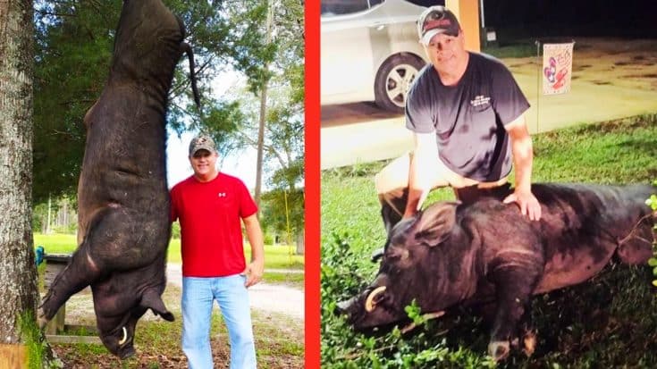 Alabama Man Takes Down 820-Lb Wild Boar In His Front Yard | Country Music Videos