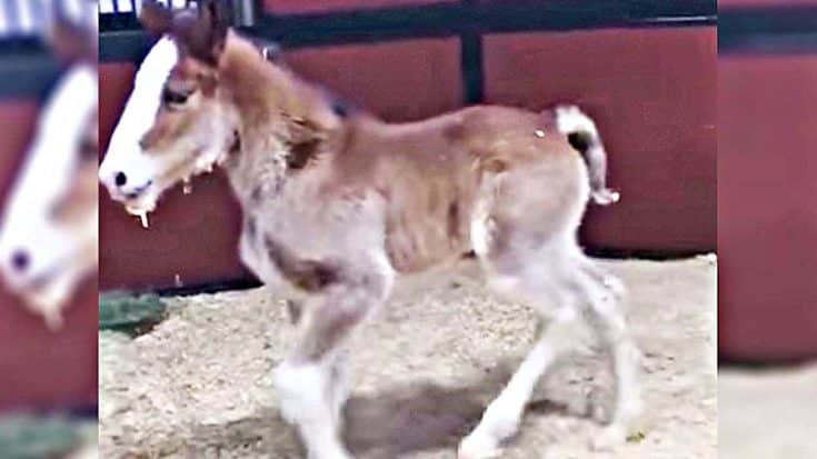 Update: Budweiser Welcomes First Baby Clydesdale Of The Year | Country Music Videos