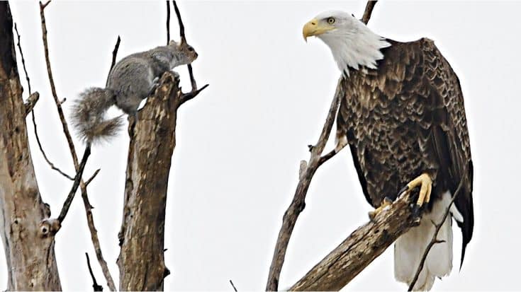 Photos Show Intense Showdown Between Bald Eagle & Squirrel | Country Music Videos