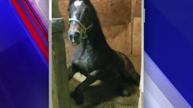 Highly Contagious Virus Kills Horse, Causes Quarantine Of Entire Stable | Country Music Videos