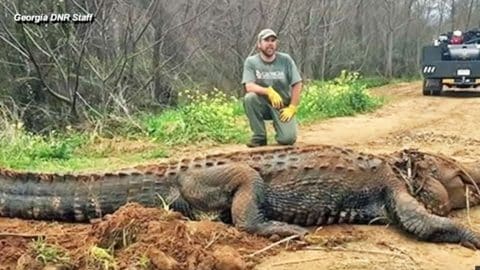 alligator georgia man massive ditch pound finds 6abc dnr philadelphia staff