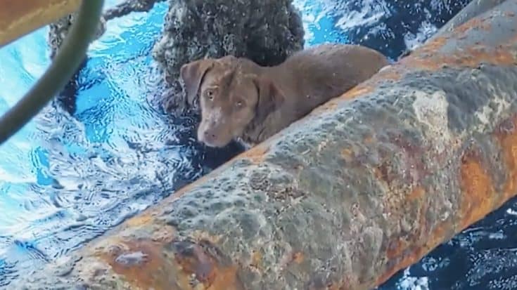 Dog Who Swims 100+ Miles Out To Sea Is Rescued By Oil Rig Workers | Country Music Videos