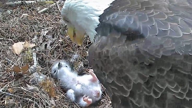 Dollywood’s Eagle Sanctuary Welcomes First Baby Bald Eagle of the Year | Country Music Videos