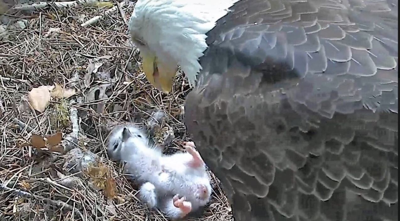 Dollywood’s Eagle Sanctuary Welcomes First Baby Bald Eagle of the Year | Country Music Videos