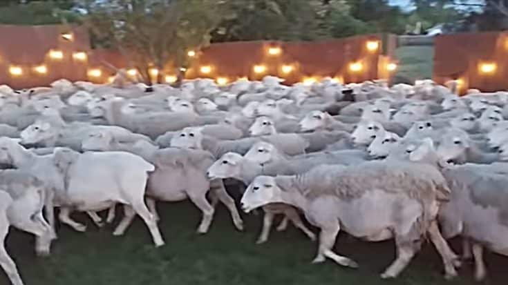 200 Sheep Sneak Into Man’s Backyard – And They Don’t Want To Leave | Country Music Videos