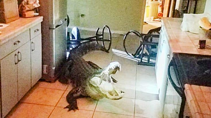 Alligator Breaks Into Home, Destroys Kitchen, And Tale Whips Police Officer | Country Music Videos