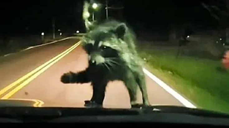 Raccoon Unexpectedly Climbs Onto Car Windshield While Family Drives Down Road | Country Music Videos