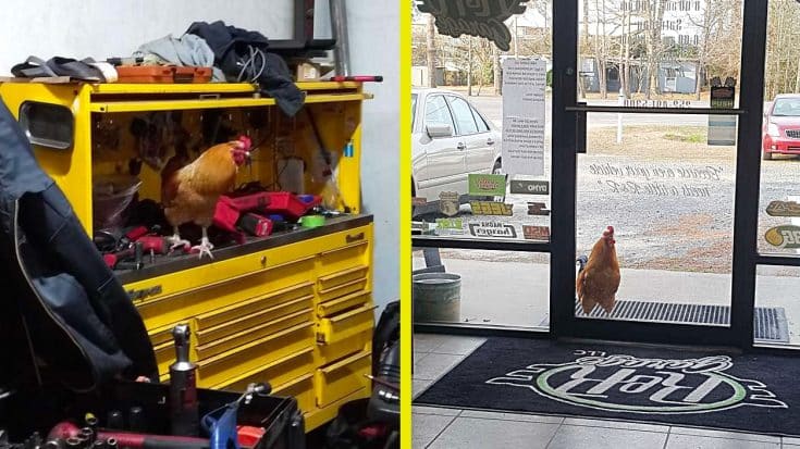 Persistent Rooster Gets Hired At Auto Shop: Photos | Country Music Videos