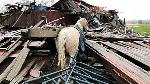 Miracle: Tornado Destroys Barn Built In 1861 But Leaves Horse Untouched | Country Music Videos