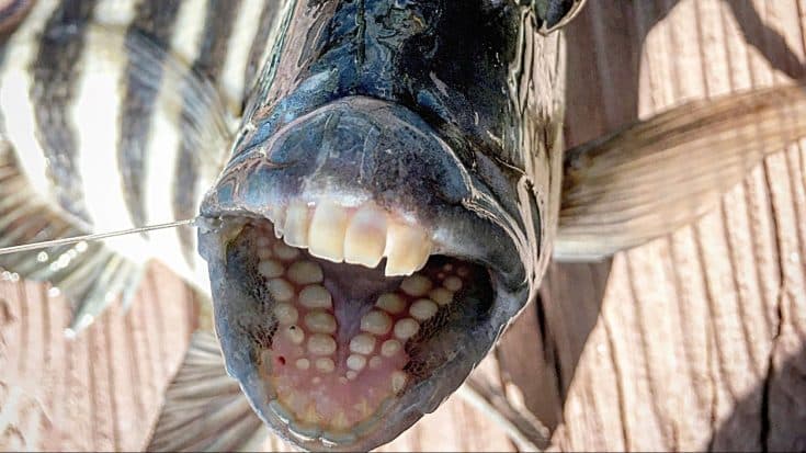 Fish With Horrifying Human Teeth Found At The Beach | Country Music Videos