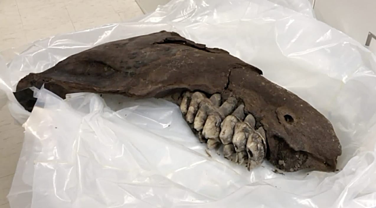 Giant Prehistoric Jaw Bone Found By Iowa Farm Boy – Here’s The Details | Country Music Videos