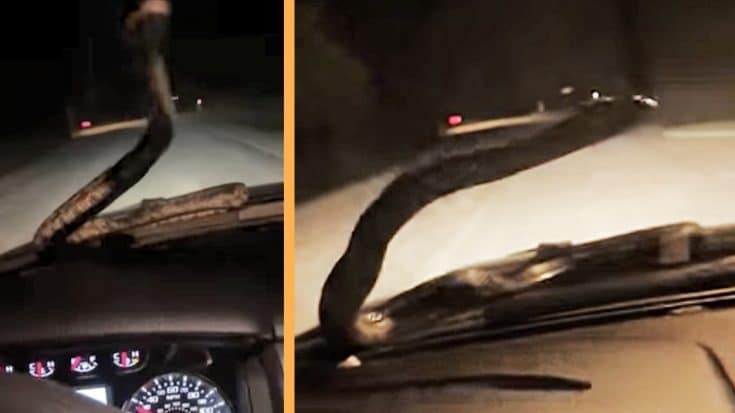 Video Goes Viral After Huge Snake Traps Man Inside Truck | Country Music Videos