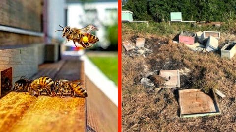 Beehives Burned, Brutally Killing Half A Million Bees – See The Photos | Country Music Videos