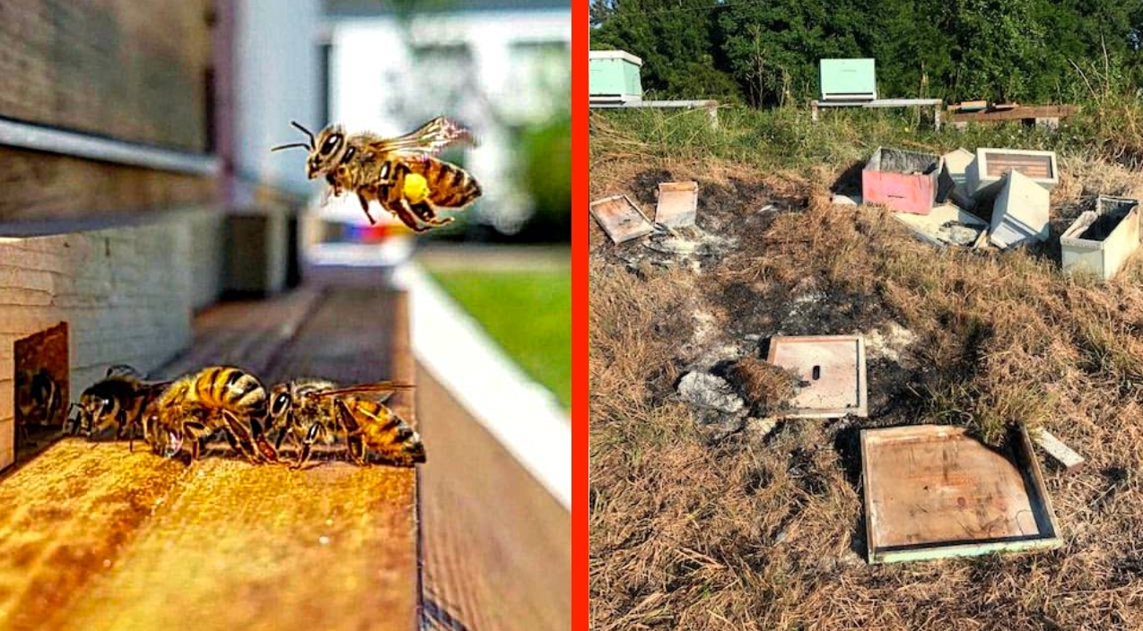 Beehives Burned, Brutally Killing Half A Million Bees – See The Photos | Country Music Videos