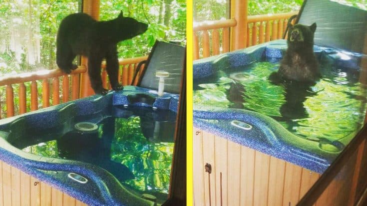 Woman Comes Home To Black Bear In Her Hot Tub | Country Music Videos