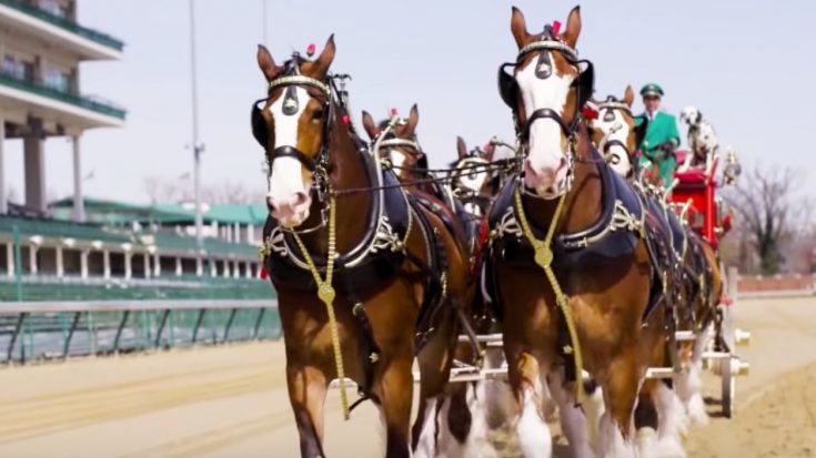 Budweiser Clydesdales Lap Around Churchill Downs Before 2019 Kentucky Derby | Country Music Videos