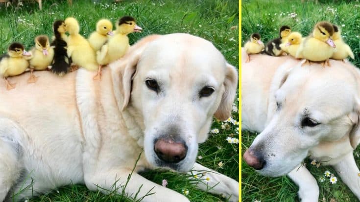 6 Ducklings Left Behind By Mother Taken In By Dog Named Fred | Country Music Videos