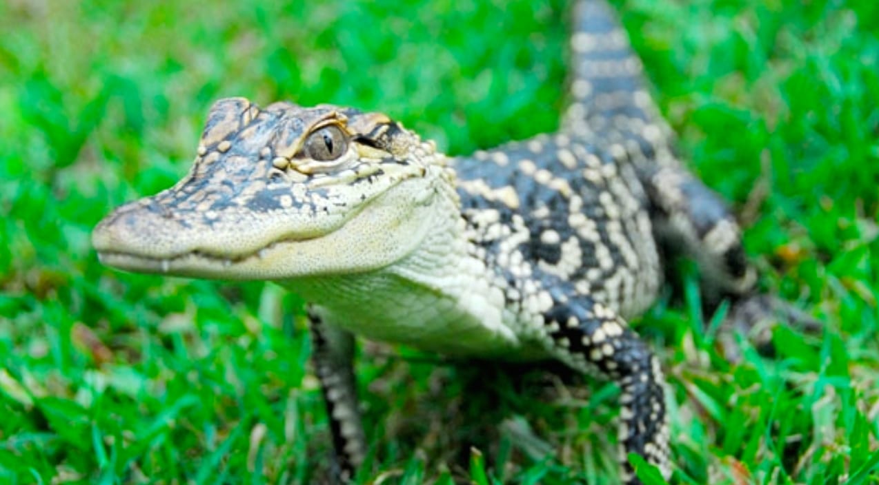 Woman Pulled Over – Cops Find Multiple Reptiles Including Gator In Her Pants | Country Music Videos