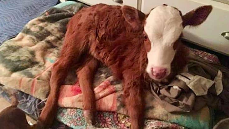 Rescued Baby Cow Now Sleeps In The House On Dog Bed | Country Music Videos