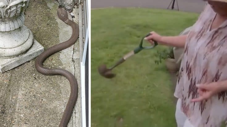 73-Year-Old Great-Grandmother Kills 4.5ft Cobra With 2ft Shovel | Country Music Videos