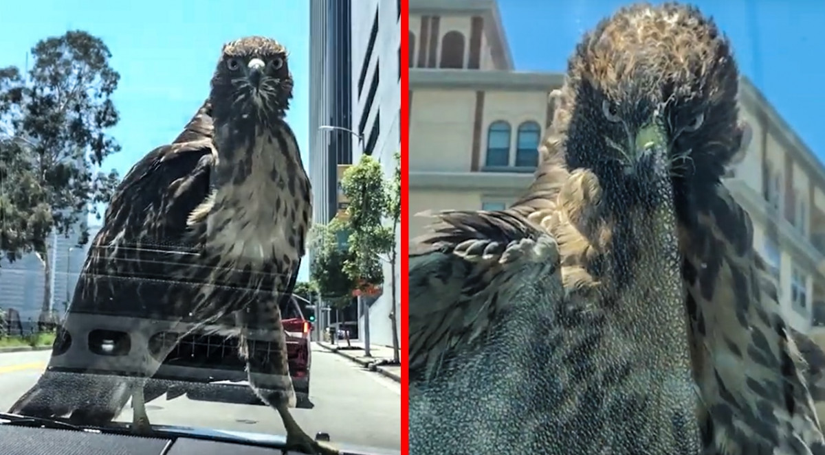 Video Shows Red Tail Hawk Riding On Hood Of Car For 15 Minutes