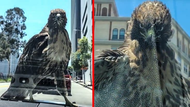 Video Shows Red Tail Hawk Riding On Hood Of Car For 15 Minutes | Country Music Videos