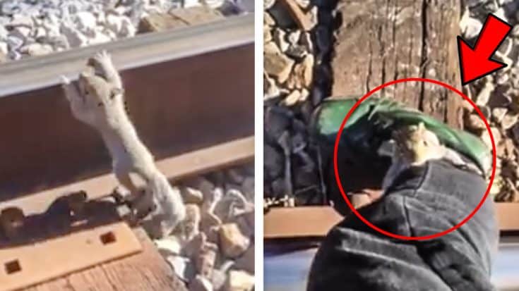 Baby Squirrel Stuck Between Railroad Tracks Asks For Help | Country Music Videos