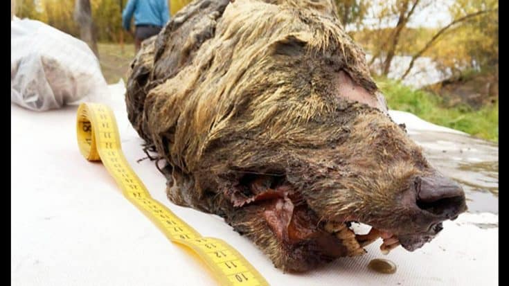 Prehistoric Wolf Head Found Perfectly Preserved In Arctic | Country Music Videos