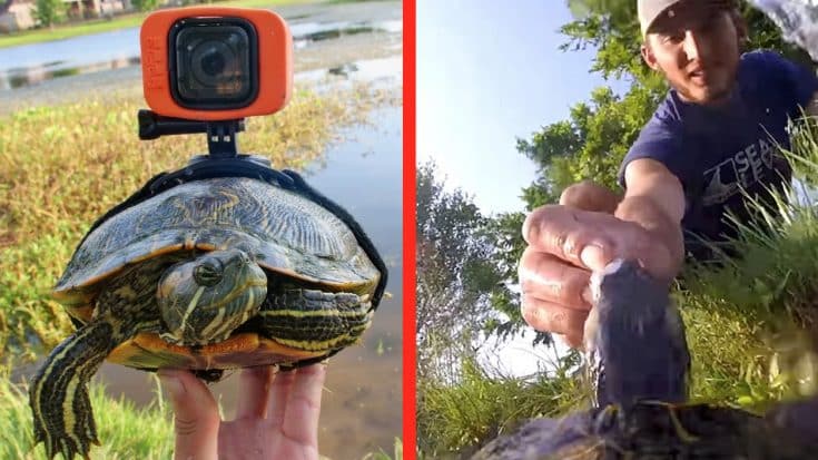 This Turtle’s GoPro Footage Shows What Life In The Pond Is Really Like | Country Music Videos