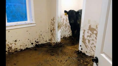 House Destroyed After Cows Break In & Poop Everywhere | Country Music Videos