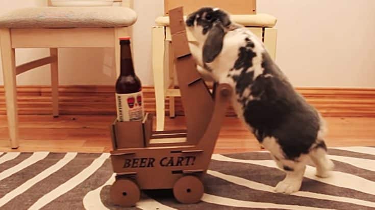 Pet Rabbit Is Trained To Fetch His Owner A Beer | Country Music Videos