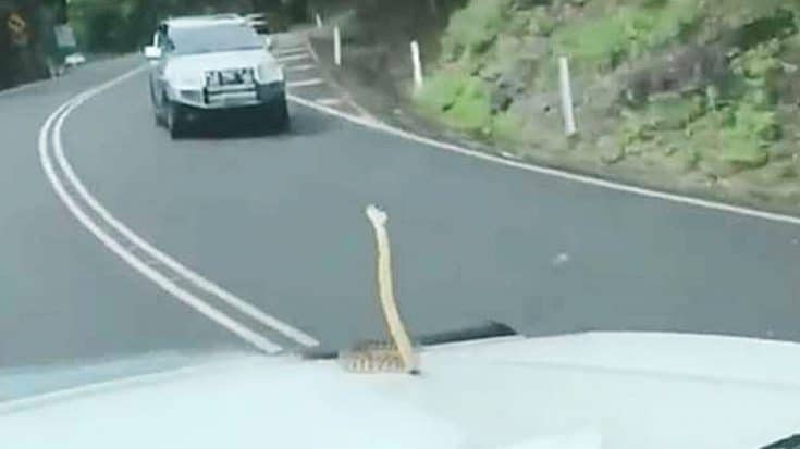 Snake Sneaks Onto Family’s Car While They’re Driving – Dad Wants To Keep It | Country Music Videos