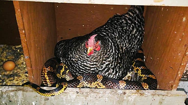 Mother Hen Refuses To Abandon Her Eggs To Snake | Country Music Videos