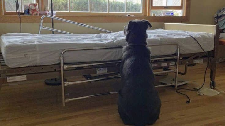 Dog Stays Beside Dead Owner’s Bed Waiting For His Return In Heartbreaking Photo | Country Music Videos