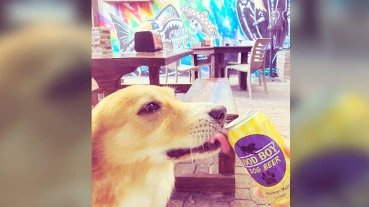 You Can Now Treat Your Dog To A Non-Alcoholic Beer | Country Music Videos