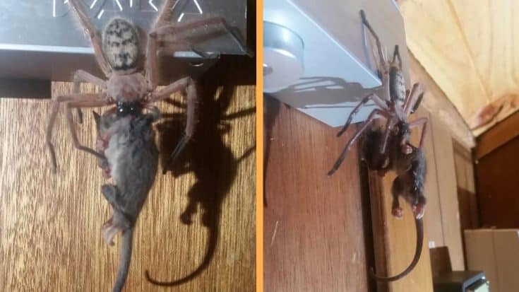 Man Photographs Spider Eating A Possum | Country Music Videos