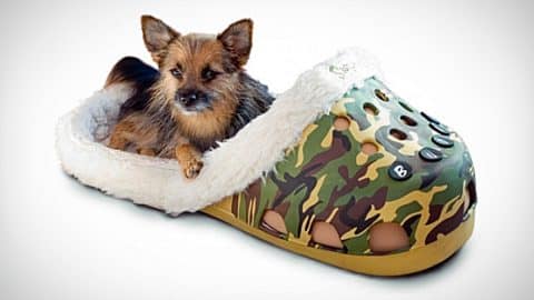 This Gigantic Croc Shoe Is The Perfect Pet Bed Here S Why Country Rebel