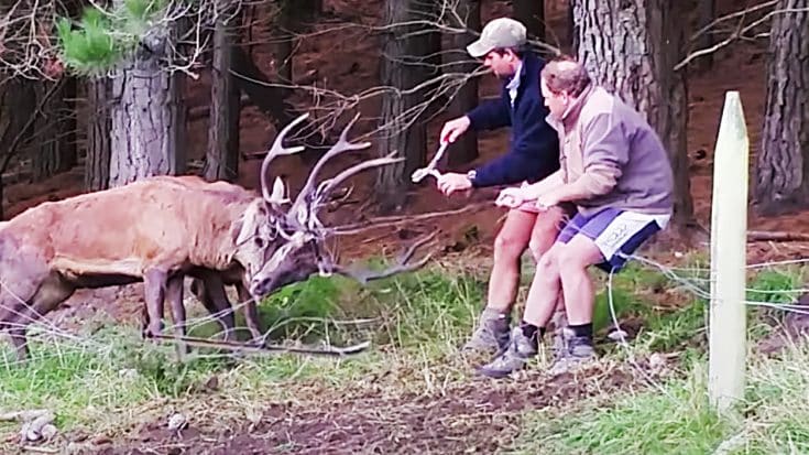 Farmers Rescue Two Battling Bucks That Get Stuck In Barbed Wire | Country Music Videos
