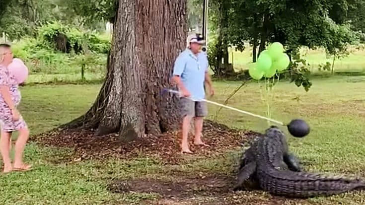 Alligator Bites Balloon Revealing Gender Of Baby At Reveal Party | Country Music Videos