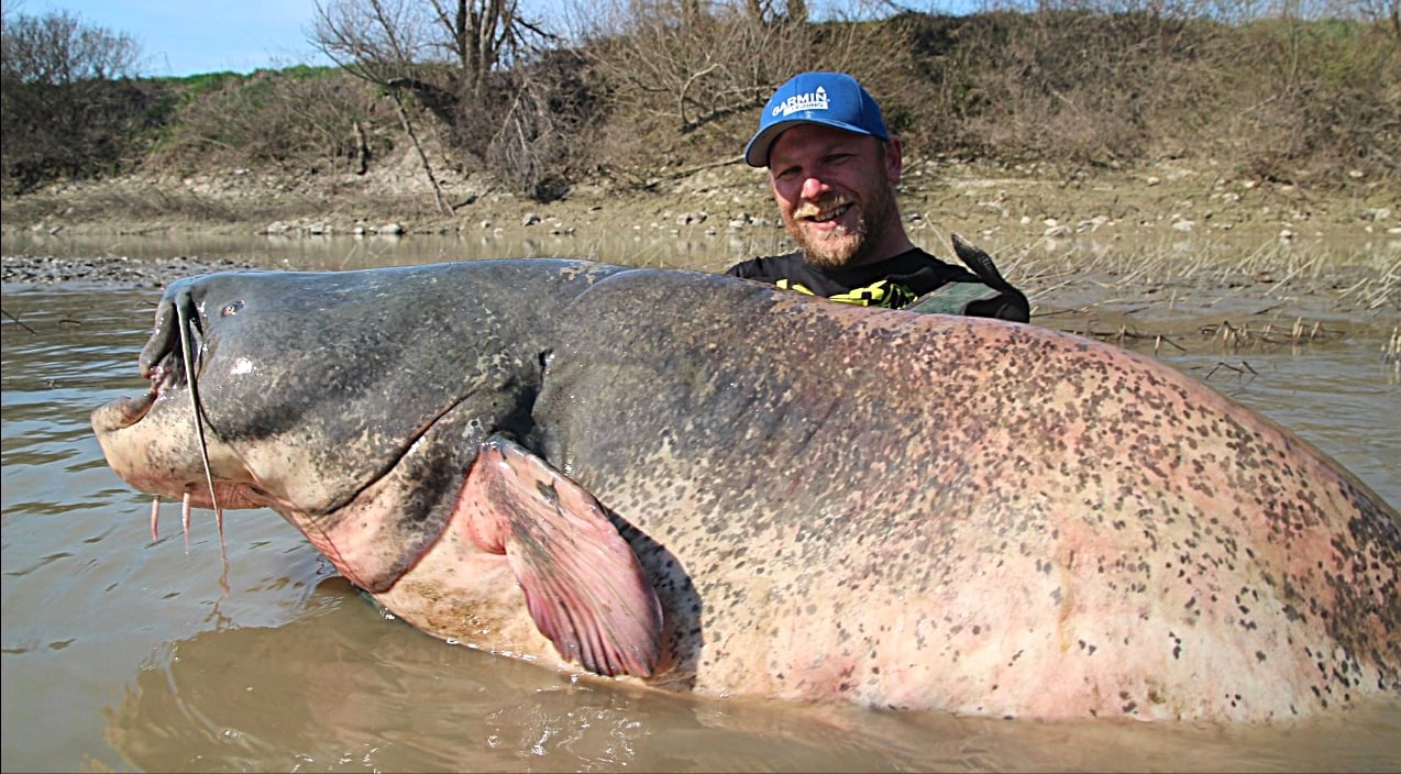 Largest Catfish In The World Record