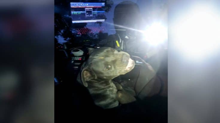 Dog Breaks Into Cop Car, Eats Officer’s Beef Jerky & Is Taken ‘Into Custody’ | Country Music Videos