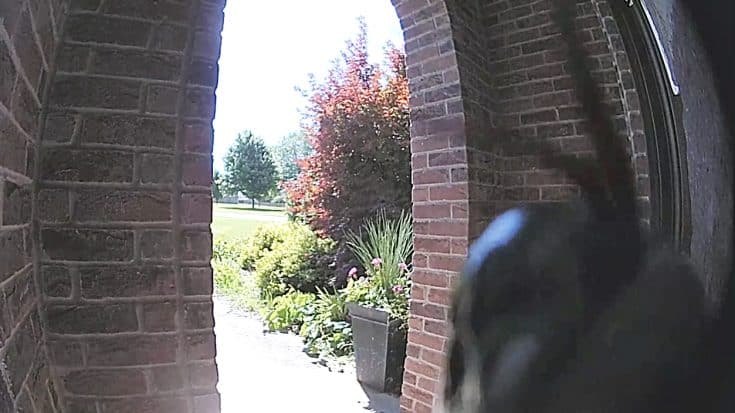 Snake Activates Door Bell Camera While Slithering Towards Bird Nest | Country Music Videos