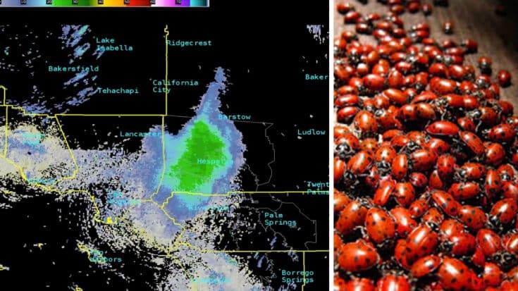 Massive ladybug “super bloom” visible on weather radar | Country Music Videos