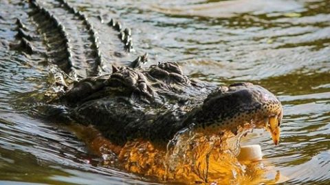 Alligators Are In Tennessee Now & Here’s Video Evidence | Country Music Videos