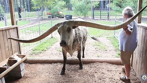 Longhorn Steer Breaks Guinness World Record For Largest Horn Spread ...