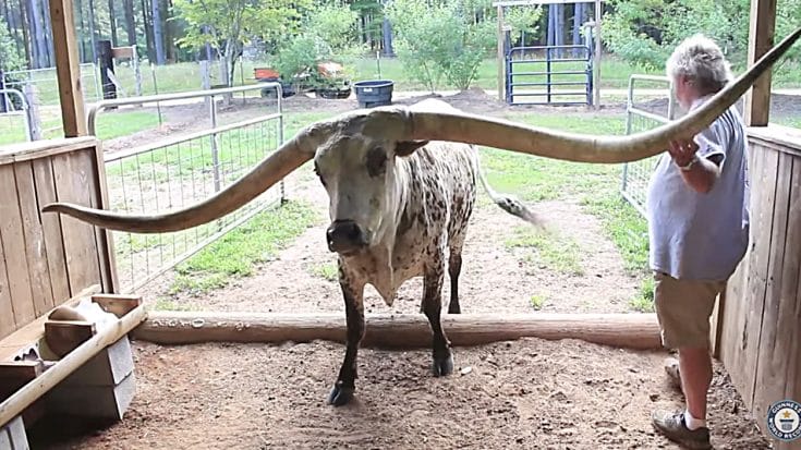 Longhorn Steer Breaks Guinness World Record For Largest Horn Spread – Guess How Long? | Country Music Videos