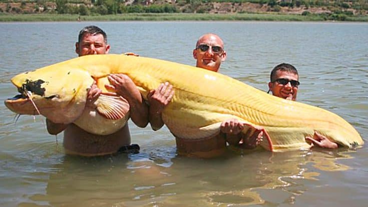 8-Foot Catch Enters World Record Books For ‘Biggest Albino Catfish Ever Caught’ In River Ebro | Country Music Videos