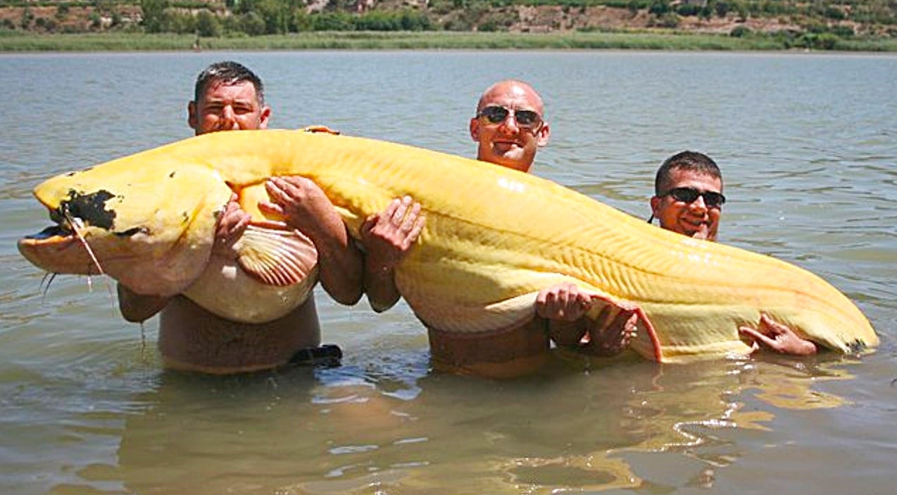 8-Foot Catch Enters World Record Books For 'Biggest Albino Catfish Ever  Caught' In River Ebro