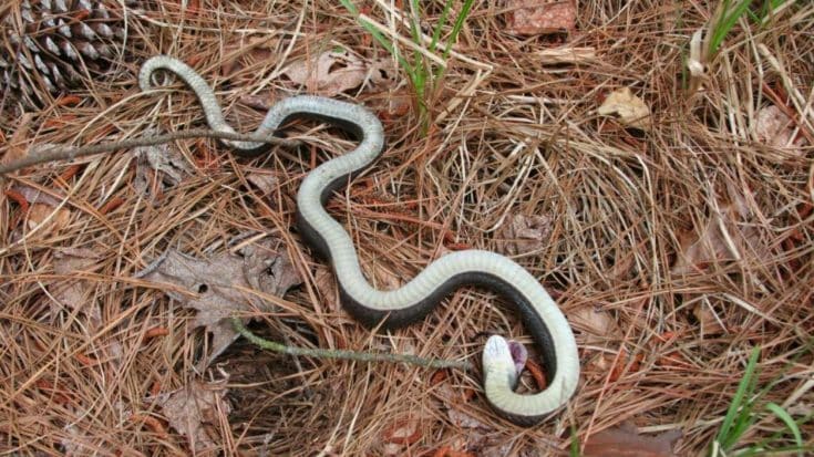 Watch Out For “Zombie Snakes” Playing Dead In North Carolina | Country Music Videos